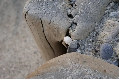 丁坝、防波堤、贝壳、科克尔、波罗的海、自然、海滩布恩、海岸保护 丁坝、防波堤、贝壳、科克尔、波罗的海、自然、海滩布恩、海岸保护