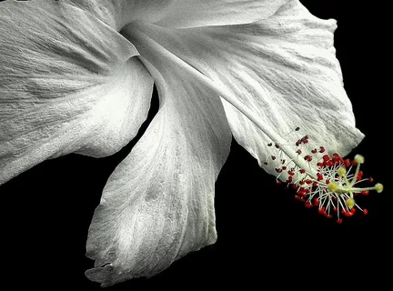 植物，花，花，芙蓉，花粉，花瓣，人，人