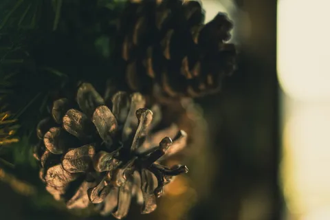 松果选择性照片 松果选择性照片