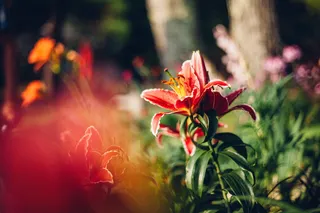 美国、斯特拉福德、粉红、自然、植物、花卉、花园、礼来