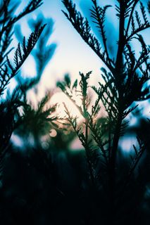 法国, 沃哈伦, 原野, 太阳, 日落, 蓝色, 树, 暮光之城