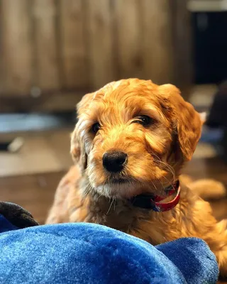 狗，金色涂鸦，小狗，可爱，宠物，家养，哺乳动物，狗