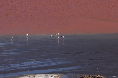 玻利维亚,laguna colorada,james flamingo,自然,墙纸,户外,动物,红色泻湖 玻利维亚,laguna colorada,james flamingo,自然,墙纸,户外,动物,红色泻湖