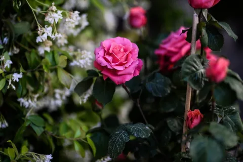 粉色,玫瑰,选择性,聚焦摄影,花朵,花园,粉色玫瑰,花朵 粉色,玫瑰,选择性,聚焦摄影,花朵,花园,粉色玫瑰,花朵