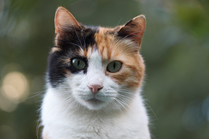 猫，印花布，可爱，可爱，哺乳动物，小猫，毛皮，动物