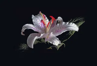 白色，紫色，花瓣状花，礼来，白色礼来，红色雄蕊，花，花朵