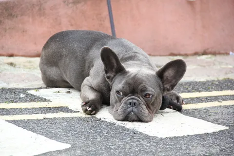南腺体,圣艾夫斯,狗,一种动物,哺乳动物,动物主题,动物,犬 南腺体,圣艾夫斯,狗,一种动物,哺乳动物,动物主题,动物,犬