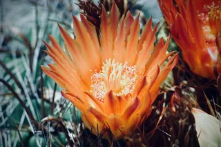 美国，奥斯汀，约翰逊夫人野花中心，坐，远足，享受，观看，看