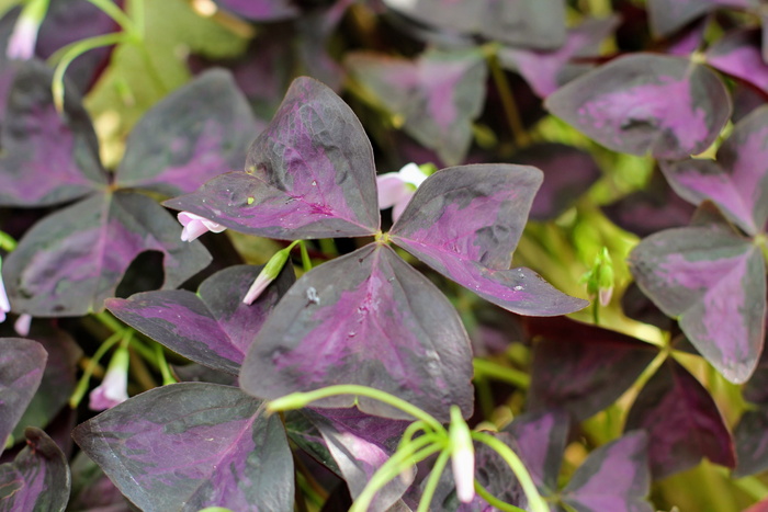 三角三叶草, 酢浆草 triangularis, 四叶三叶草, 克莱, 运气, 叶子, 吉祥符号, 叶