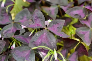 三角三叶草, 酢浆草 triangularis, 四叶三叶草, 克莱, 运气, 叶子, 吉祥符号, 叶