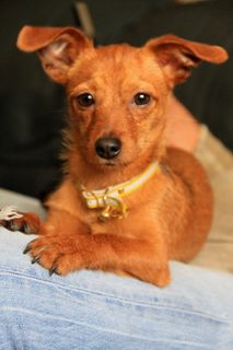 小狗，吉祥物，狗，一只动物，宠物，狗，家养，家养动物