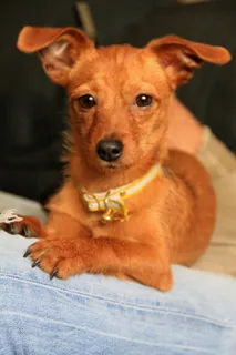 小狗，吉祥物，狗，一只动物，宠物，狗，家养，家养动物