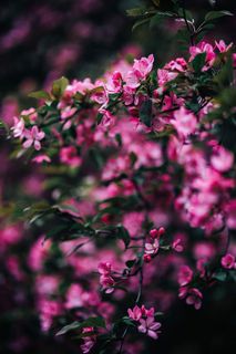 可爱的粉色花朵从树枝上盛开