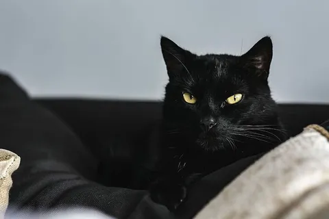 猫画像 猫画像