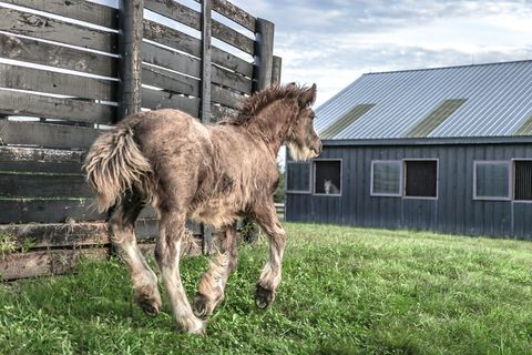 靠近马厩的棕色马