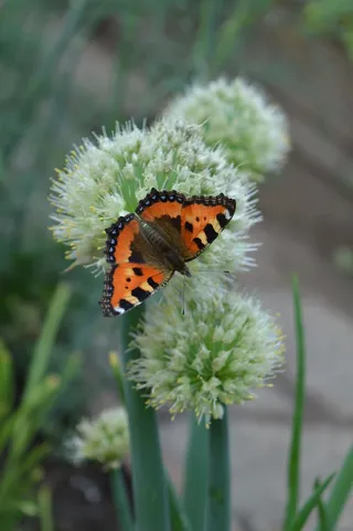 洋葱，蝴蝶，花园，蝴蝶，花园，没有人，植物，花，白天