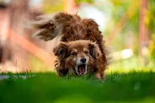 走狗的延时摄影