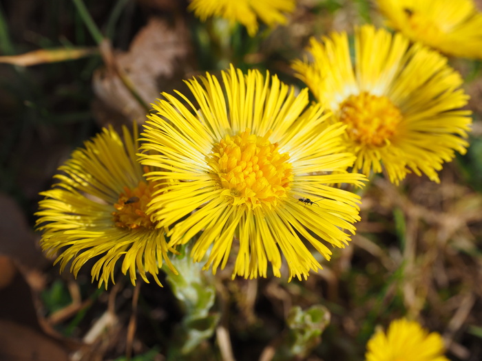 tussilago farfara, 花, 开花, 黄色, tussilago, 复合材料, 菊科