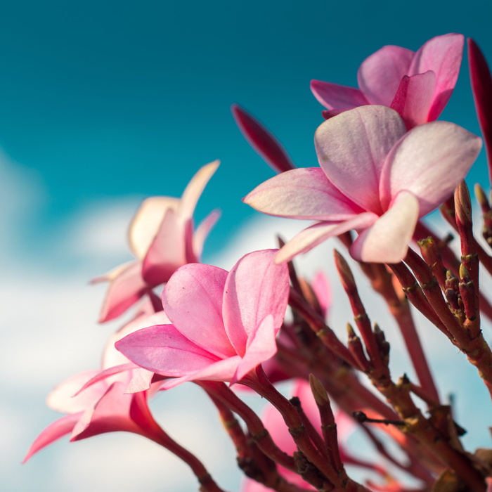 粉红色，鲜花，自然，花瓣，清晰，蓝色，天空，散景