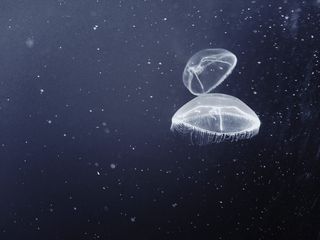 美国, 蒙特雷, 蒙特雷湾水族馆, 水族馆, 水母, 没有人, 自然, 水