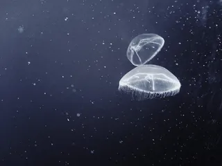 美国, 蒙特雷, 蒙特雷湾水族馆, 水族馆, 水母, 没有人, 自然, 水