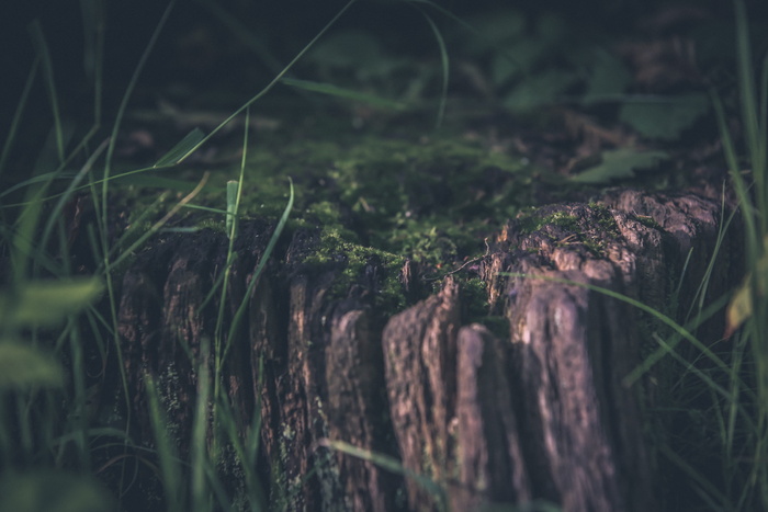 英国，伦敦，苔藓，森林，绿色，草，森林，植物