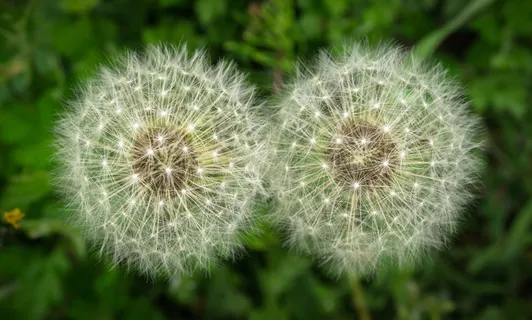 蒲公英, 种子, 性质, 游泳池, 霍尔先生, 花卉, 植物, 双胞胎 蒲公英, 种子, 性质, 游泳池, 霍尔先生, 花卉, 植物, 双胞胎