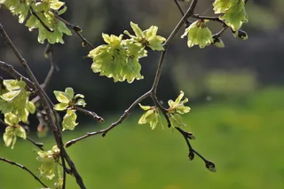 花园，小枝，公园，早晨，植物，特写，花，气味