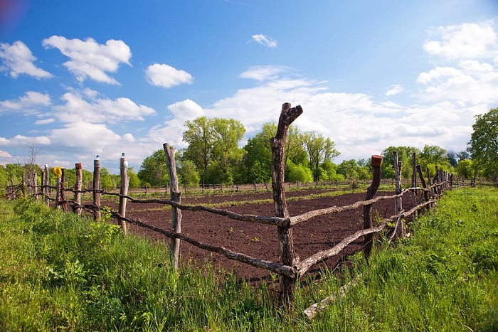 树枝，棕色，灌木，乡村，乡村，篱笆，田野，花园