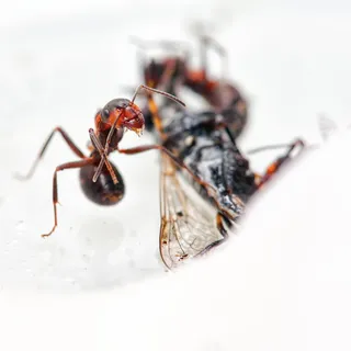 蚂蚁，蚂蚁，天线，天线，虫子，特写，特写，福米卡