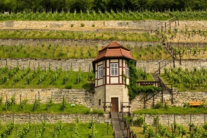 freyburg unstrut，葡萄酒，葡萄酒种植区，saale unstrut，葡萄园，景观，葡萄藤，rebstock