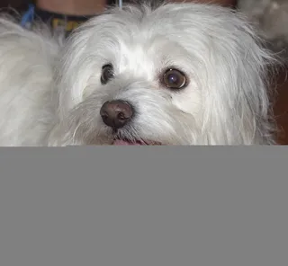 狗，eb，动物，宠物，四条腿，可爱，忠诚，白色