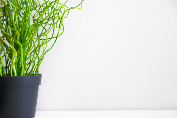 绿色，叶子，盆栽，花，植物，绿色，草，关闭，草