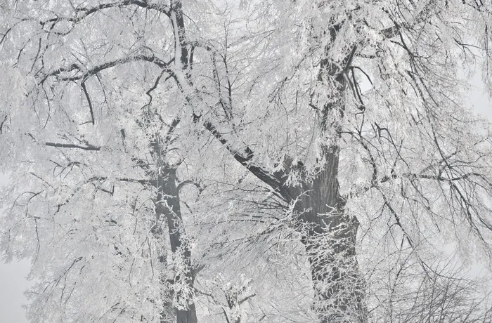 波兰，冬天，雪，森林，冰，墙纸，高清墙纸，树木