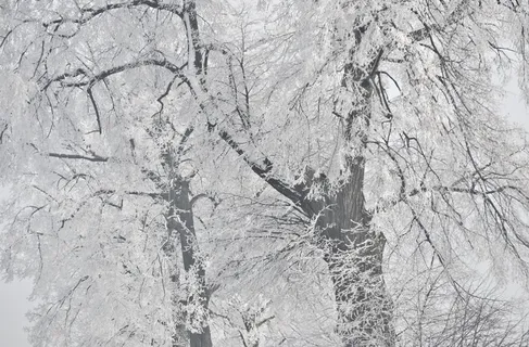 波兰,冬天,雪,森林,冰,墙纸,高清墙纸,树木 波兰,冬天,雪,森林,冰,墙纸,高清墙纸,树木