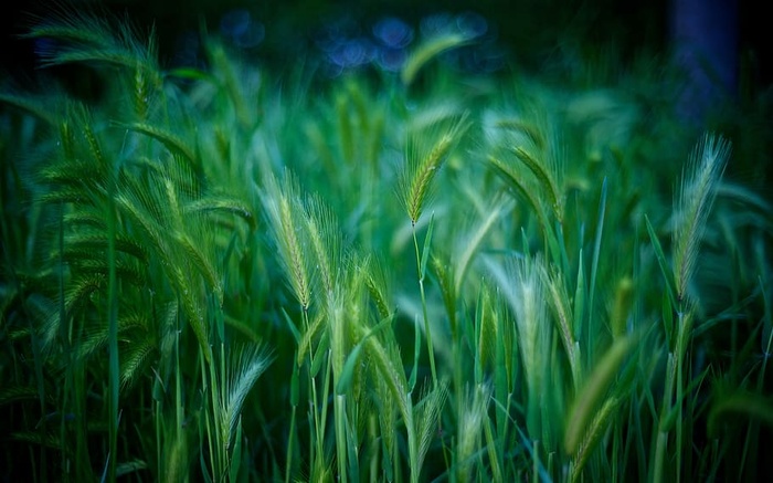 蕨类植物、植物、花园、绿地、农田、作物、绿色、生长的特写镜头