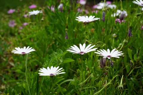 斗篷篮，花朵，白色，骨精，斗篷雏菊，帕特诺斯特灌木，复合材料，菊科