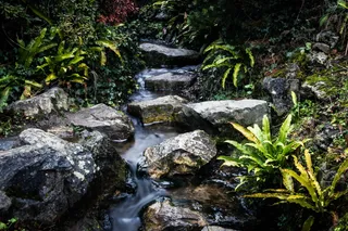 德国，明斯特，威斯特伐利亚威廉明斯特大学植物园，植物，植物学，river，langzeitbelichtung，stones