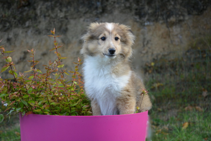 狗, 设得兰群岛牧羊犬, 黑色覆盖的讨好, 国内动物, 年轻, 女性, 小狗, 性质