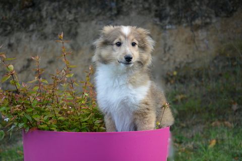 狗, 设得兰群岛牧羊犬, 黑色覆盖的讨好, 国内动物, 年轻, 女性, 小狗, 性质 狗, 设得兰群岛牧羊犬, 黑色覆盖的讨好, 国内动物, 年轻, 女性, 小狗, 性质