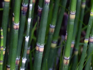 马尾草, 植物, 性质, 冲刷马尾, 绿色, 野生植物, 外面