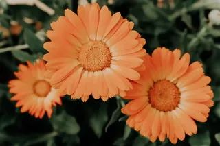 开花植物，花，花头，花序，花瓣，脆弱性，脆弱性，植物