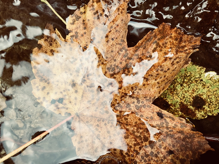 水、叶子、秋天、寒冷、黄色、小溪、山脉、自然