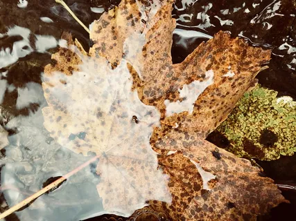 水、叶子、秋天、寒冷、黄色、小溪、山脉、自然 水、叶子、秋天、寒冷、黄色、小溪、山脉、自然