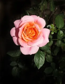 花,玫瑰,花瓣,植物,开花,开花植物,植物,自然之美 花,玫瑰,花瓣,植物,开花,开花植物,植物,自然之美