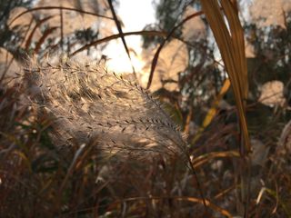 一米阳光，芦苇，微风，秋天，涟漪，秋千，时间，植物