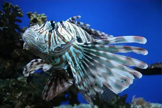 白色，灰色，天使鱼，近景，照片，狮子，鱼，水下