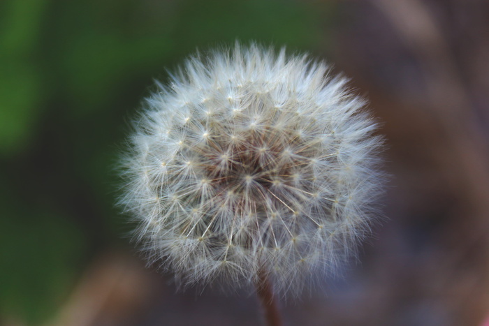 蒲公英，夏天，自然，花，脆弱性，脆弱性，开花植物，植物