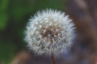 蒲公英，夏天，自然，花，脆弱性，脆弱性，开花植物，植物
