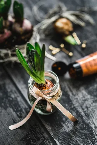 在一个小罐子里做一个小观赏幼苗的女人